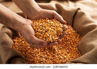 Caucasian Male Showing Maize Corns In His Hands From Over Burlap Sack