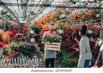 Caucasian man and african woman sort the flowers in the pot according to quality while working in a in the nursery garden. Portrait of multiracial gardeners taking photo with a smartphone. Copy space. - Powered by Shutterstock