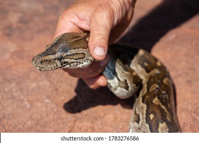 Catching Snake Images Stock Photos Vectors Shutterstock