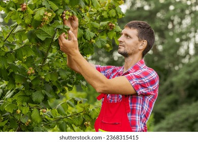 Caucasian man farmer plucks collects ripe hazelnuts from deciduous hazel tree rows in garden. Gardener agronomist growing raw nuts fruit on plantation field. Harvesting farm time. Healthy natural food