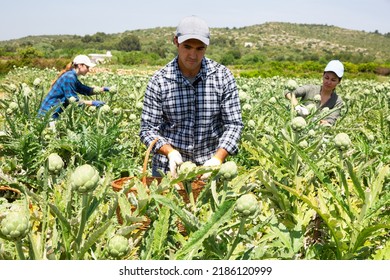 Caucasian man gardener harvesting fresh artichokes on plantation with women co-workers. - Shutterstock ID 2186120999