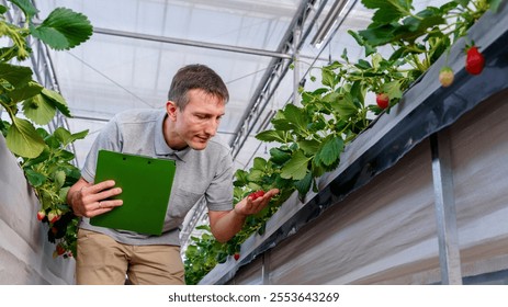 Caucasian man inspecting strawberry at greenhouse portrait.  - Powered by Shutterstock