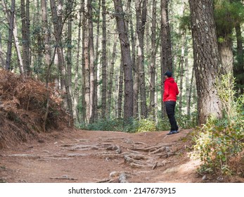 Caucasian Man Lost In The Woods, Looking For A Way Out