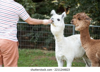 Caucasian man visiting zoo or farm feeding cute alpaca,wild animal. - Shutterstock ID 2211244823