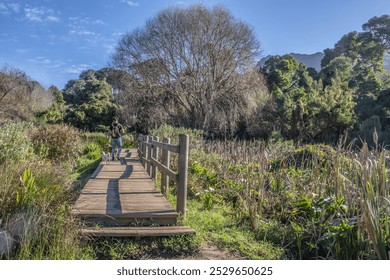 Caucasian Man walking in botanical gardens with a Jack Russell Terrier and Pitbull dogs, Cape Town, South Africa - Powered by Shutterstock