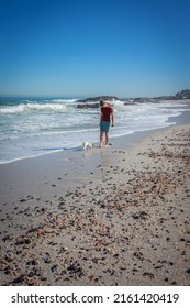 Caucasian Man walking with Jack Russell Terrier dog playing on the beach, Cape Town, South Africa