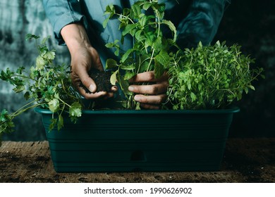a caucasian man, wearing a gray working coat, plants some aromatic herbs such as mint, parsley, and basil in a green plastic window flower box, placed on a rustic wooden table - Shutterstock ID 1990626902