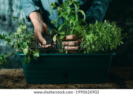 a caucasian man, wearing a gray working coat, plants some aromatic herbs such as mint, parsley, and basil in a green plastic window flower box, placed on a rustic wooden table