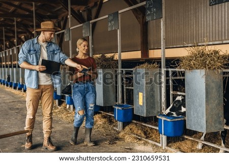 A Caucasian man and woman doing inspection of cattle in factory farm.