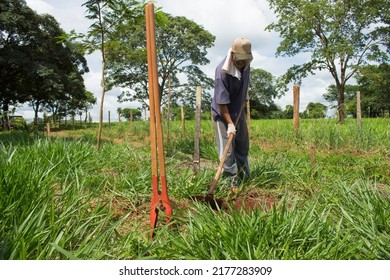 Caucasian Mature Man Working As Farmer Under Strong And Bright Sun With Manual Tools On A Green Field