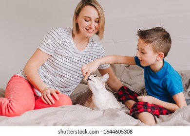 Caucasian Mother And Son Petting Oriental Point-colored Cat. Mom Teaching Child Boy To Stroke Animal Correctly Gently. Domestic Animal Feline Friend. Lifestyle Candid Authentic Family Moment.