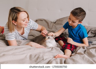 Caucasian Mother And Son Petting Oriental Point-colored Cat. Mom Teaching Child Boy To Stroke Animal Correctly Gently. Domestic Animal Feline Friend. Lifestyle Candid Authentic Family Moment.