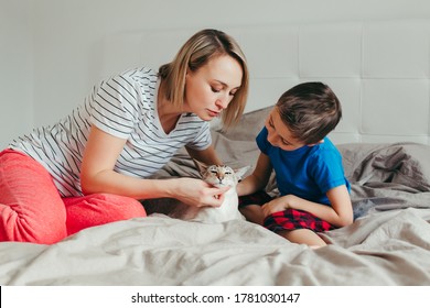 Caucasian Mother And Son Petting Oriental Point-colored Cat. Mom Teaching Child Boy To Stroke Animal Correctly Gently. Domestic Animal Feline Friend. Lifestyle Candid Authentic Family Moment.