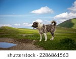 Caucasian Shepherd Dog, guardian dog standing on Javakheti Plateau grasslands, Tskhratskaro Pass, summer, Georgia.