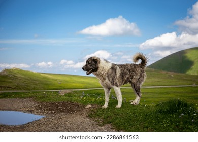 Caucasian Shepherd Dog, guardian dog standing on Javakheti Plateau grasslands, Tskhratskaro Pass, summer, Georgia. - Shutterstock ID 2286861563