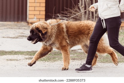 Caucasian shepherd dog on the street. The dog is standing on its hind legs. - Shutterstock ID 2288935373