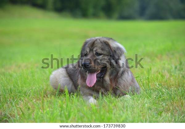 Caucasian Shepherd Dog\
Owtscharka panting