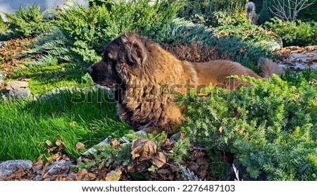 Caucasian Shepherd lies between the flower beds on the green grass.