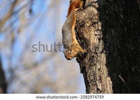 Caucasian Squirrel (Sciurus anomalus) Their ventral fur usually has a reddish color and fur color changes in winter.