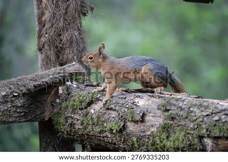 Caucasian Squirrel (Sciurus anomalus) Their ventral fur usually has a reddish color and fur color changes in winter.