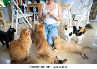 Caucasian woman with cats in a cat cafe. - Shutterstock ID 2256428625