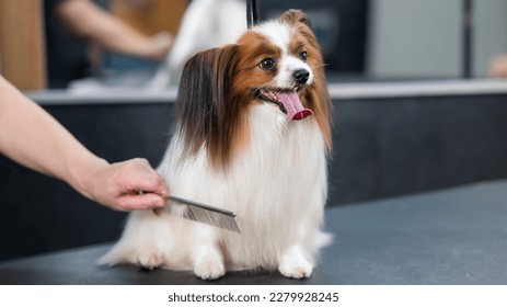Caucasian woman combing a dog. Papillon Continental Spaniel with tongue hanging out at grooming. 