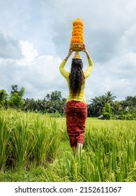 Caucasian Woman Dressed In Traditional Balinese Costume Carrying Offerings For Hindu Religious Ceremony. Culture And Religion. Offerings Made Of Marigold Flowers. View From Back. Rice Field In Bali