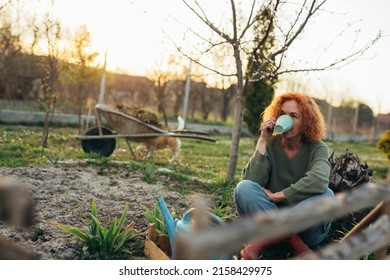 Caucasian Woman Drinking Coffee While Plants Flowers In Her Backyard Garden