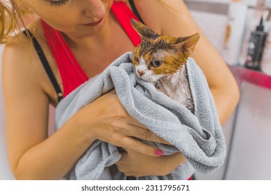 Caucasian woman drying Devon rex cat wth a towel after a shower, cats concept. High quality photo - Shutterstock ID 2311795671