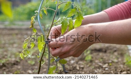 Caucasian woman fastening tomato seedlings to spiral stakes using plant ties, at a vegetable garden in spring