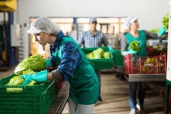 Caucasian Woman Filling Crates With Lettuce During Work Day In Vegetable Factory.