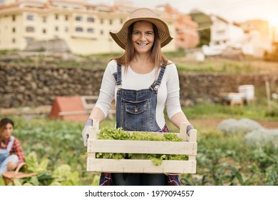 Caucasian Woman Gardening And Holding Wood Box With Fresh Lettuce - Fresh And Healty Food - People Working At Harvest Period