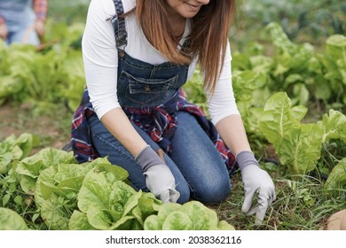 Caucasian Woman Gardening And Picking Up Fresh Lettuce - Fresh And Healty Food