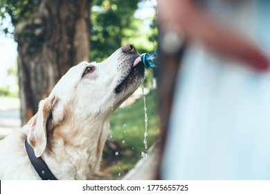 Caucasian woman giving water to her golden retriever from the bottle while walking in the park
