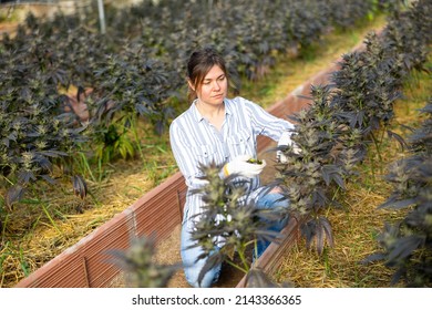 Caucasian Woman Grower Working In Greenhouse, Tending Plants.