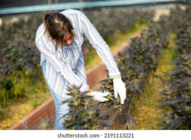 Caucasian Woman Grower Working In Greenhouse, Tending Plants.