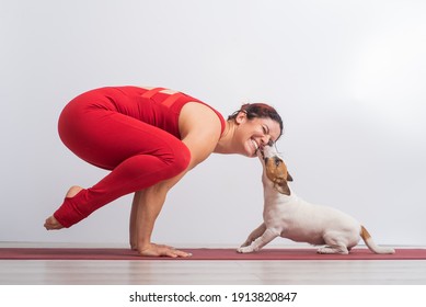 Caucasian woman practices yoga in a red bodysuit with her dog Jack Russell Terrier on a white background. The girl stands in the bokasana pose