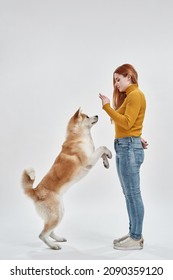 Caucasian woman training Shiba Inu dog. Concept of relationship between human and animal. Owner and pet friendship. Side view. Furry dog stand on hind paws. White background in studio. Copy space