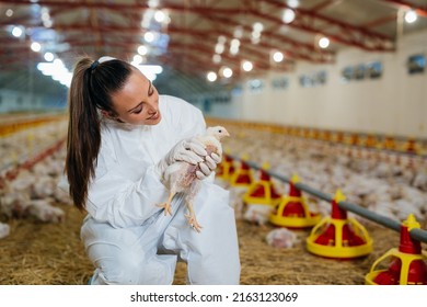 Caucasian Woman Veterinarian Examine Poultry In Chicken Farm