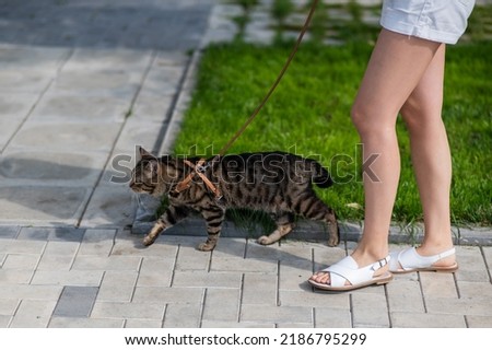 Caucasian woman walking with a cat on a leash outdoors in summer. 