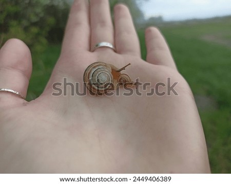 Caucasotachea vindobonensis is a species of medium-sized air-breathing land snail, a terrestrial pulmonate gastropod in the family Helicidae.