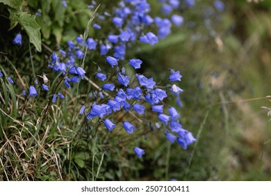 Caucasus mountains nature unveils its breathtaking beauty in every season. Vibrant wildflowers blooming in alpine meadows to majestic mountains towering against the azure sky - Powered by Shutterstock