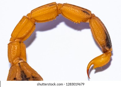 Caudal segments of Brazilian yellow scorpion, Tityus serrulatus, with detail view of stinger or aculeus.