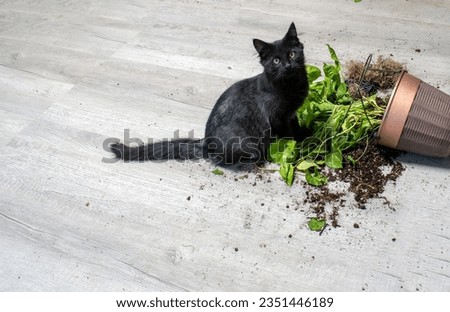 Caught in the act, this black house cat made a big mess by turning over the pretty Arrowhead house plant and spilling dirt all over the grey floor.