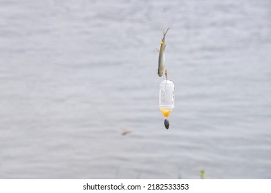 A Caught Astyanax (Lambari) Fish Hanging On Line . Sinker, Bobber And Line.