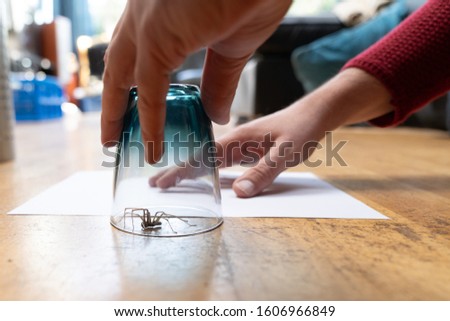 A Caught big dark common house spider under a drinking glass on a smooth wooden floor seen from ground level in a living room in a residential home with two male hands