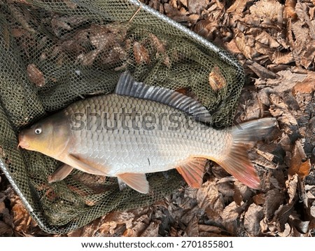 Caught carp in a net. Carp focused on head being caught in landing net. It serves as traditional Christmas Eve dish in Czechia. A high-quality outdoor photograph of a freshly caught Common Carp (Cyprinus carpio) resting in a green landing net. The fish exhibits healthy, shimmering scales with characteristic golden and bronze tones, and vibrant orange-tinted fins. The scene is set against a natural forest floor covered in dry, brown autumn leaves, emphasizing an authentic angling experience. Captured with natural light, the image highlights the texture of the fish's skin and the details of its anatomy. This realistic visual is ideal for fishing tackle catalogs, angling magazines, biodiversity databases, and promotional materials for sustainable freshwater fishing and outdoor recreation.