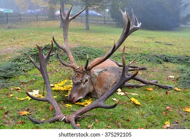 Caught Dead Deer As A Hunting Trophy
