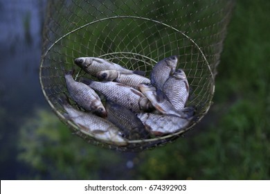 Caught Fish