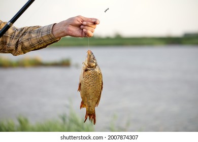 Caught fish hanging on fishing rod close-up photo, lake in the background, outdoors. focus on fish. hobby, activity, leisure, fishing concept. copy space